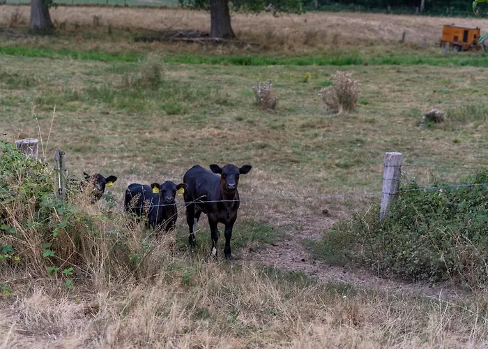 Yurs Luksusowy namiot *